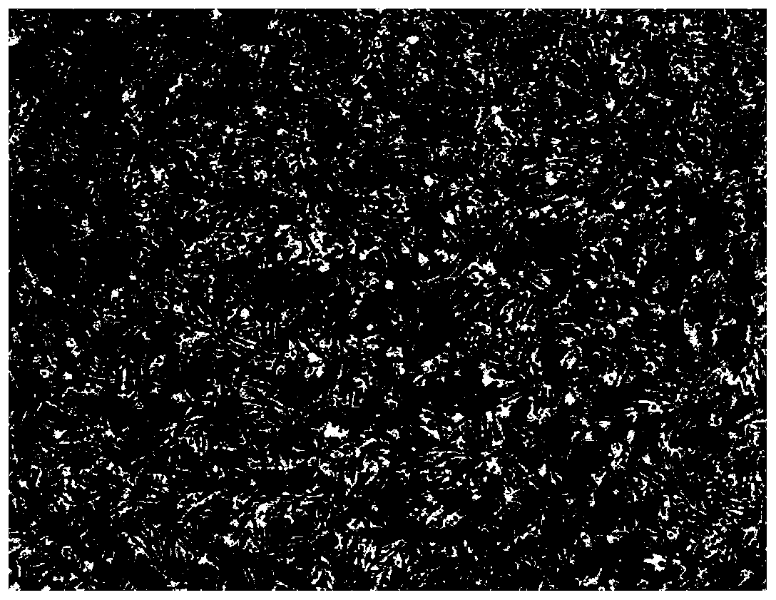 A method for efficiently transfecting turbot muscle cells