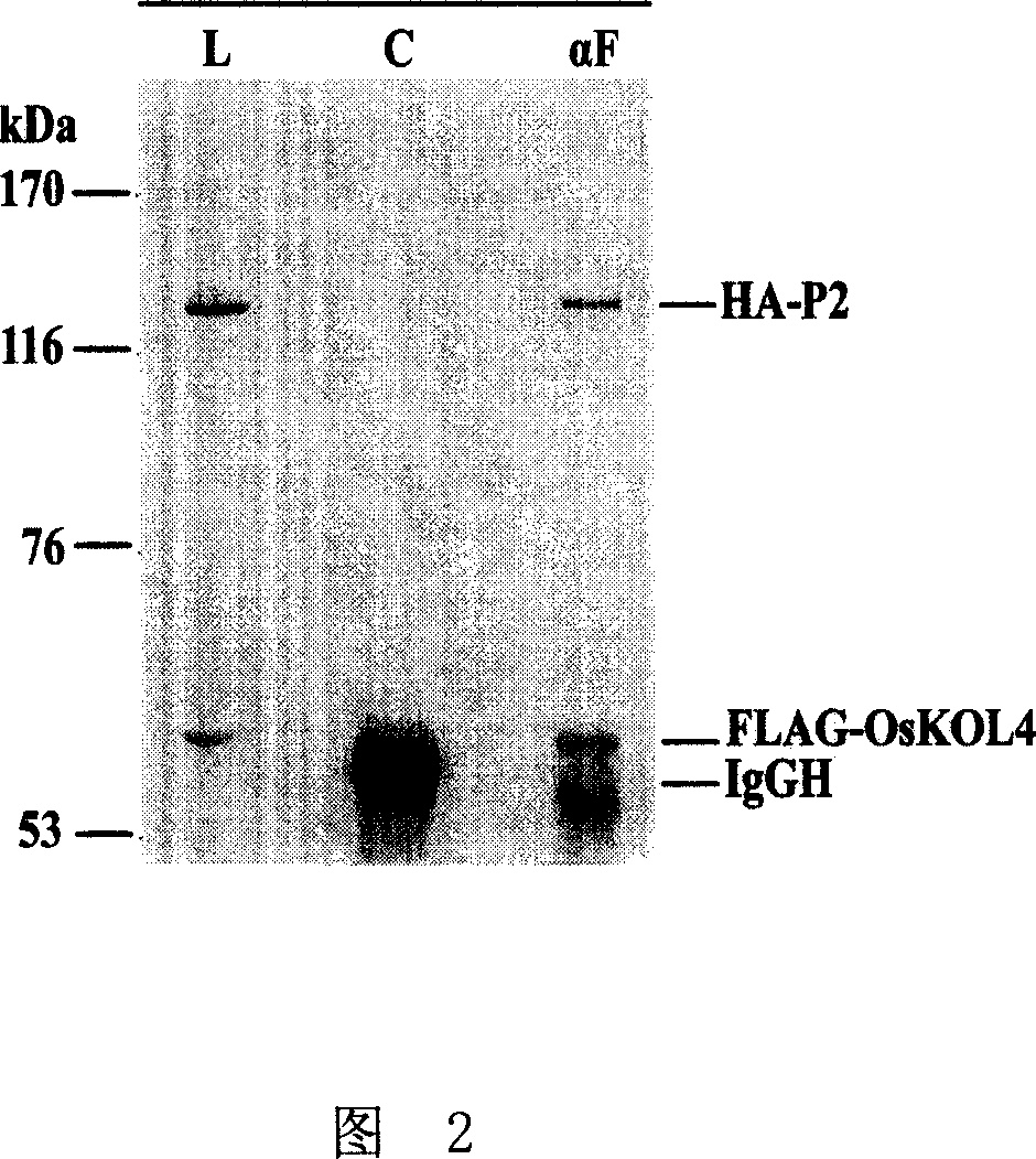 Method for increasing rice resistance to stunt virus