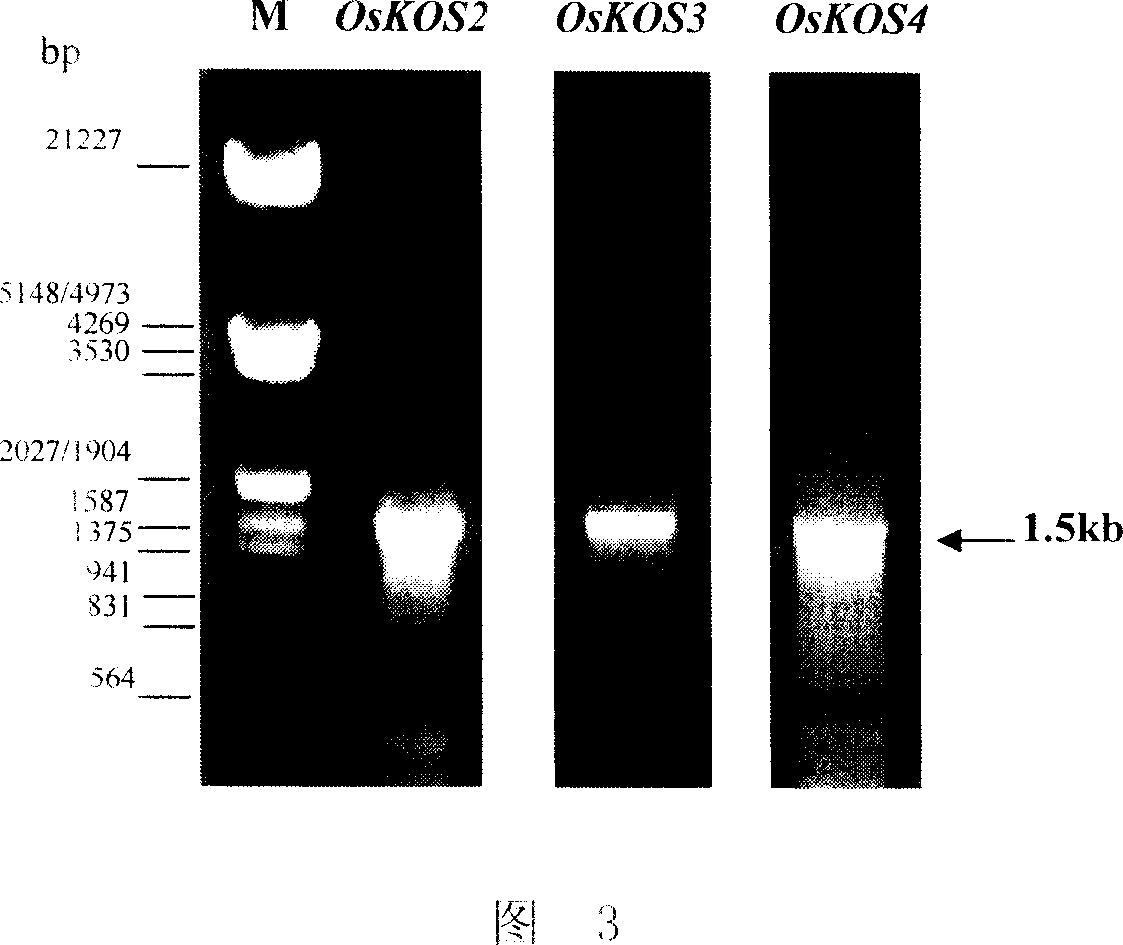 Method for increasing rice resistance to stunt virus