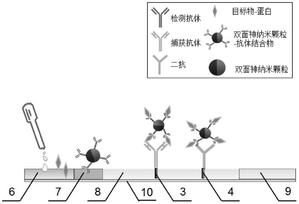 A kind of immunochromatographic test strip, detection method and application