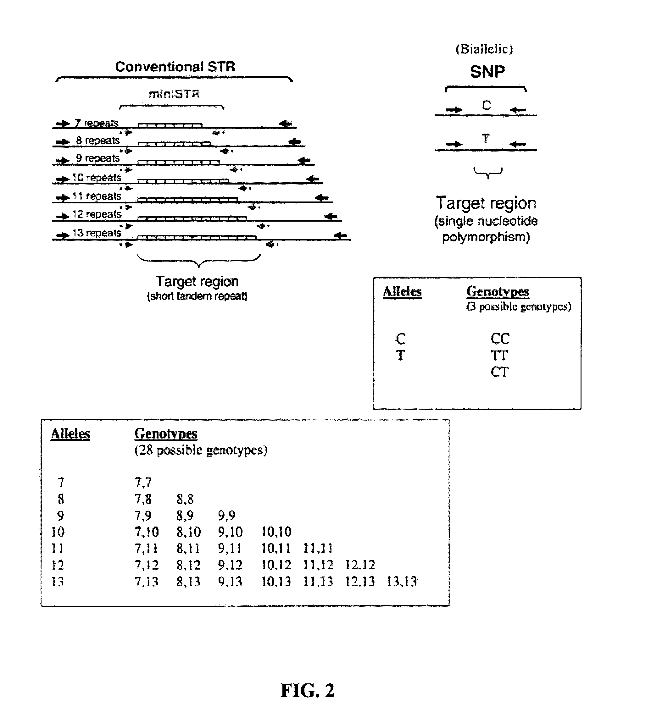 System and method for inferring str allelic genotype from snps