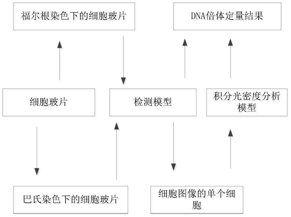 DNA ploidy quantitative analysis method and system based on Pasteur staining mode