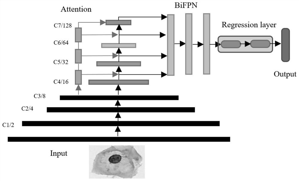 DNA ploidy quantitative analysis method and system based on Pasteur staining mode