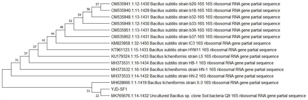 Bacillus and application thereof in preventing and treating plant diseases