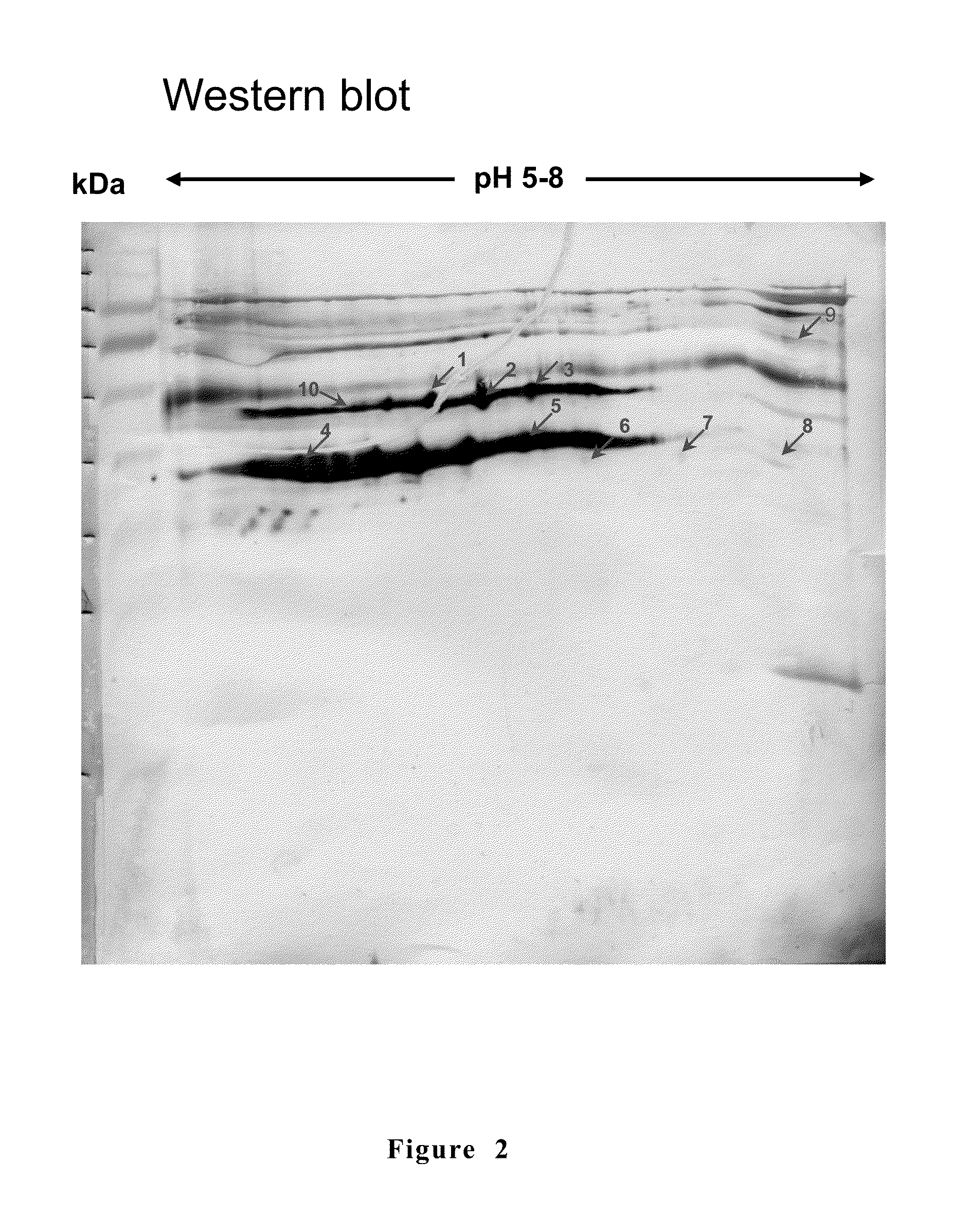 Anti-mycoplasma spp. subunit vaccine