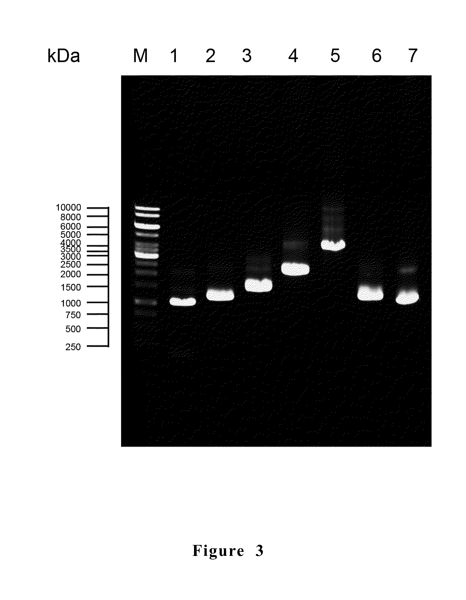 Anti-mycoplasma spp. subunit vaccine