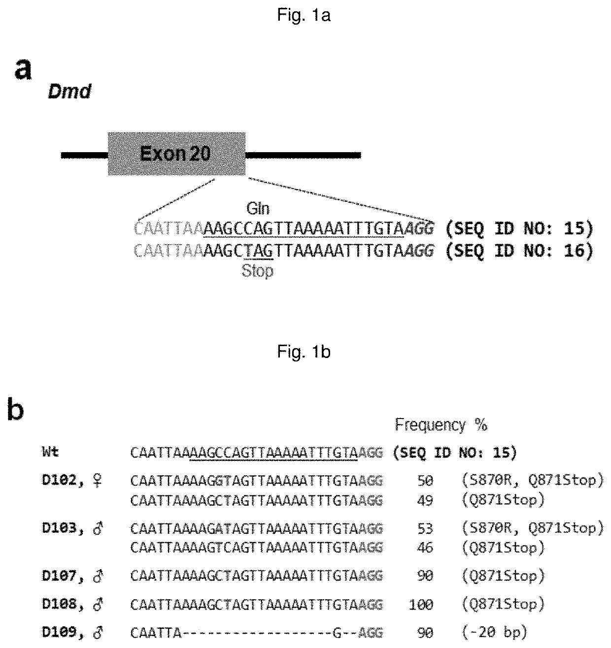 Composition for base editing for animal embryo and base editing method