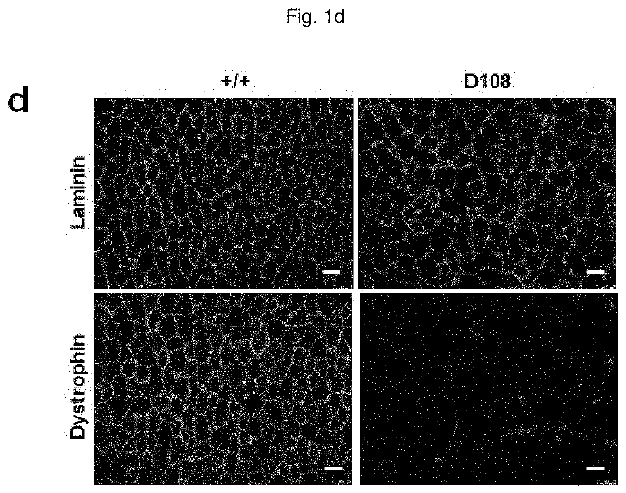 Composition for base editing for animal embryo and base editing method