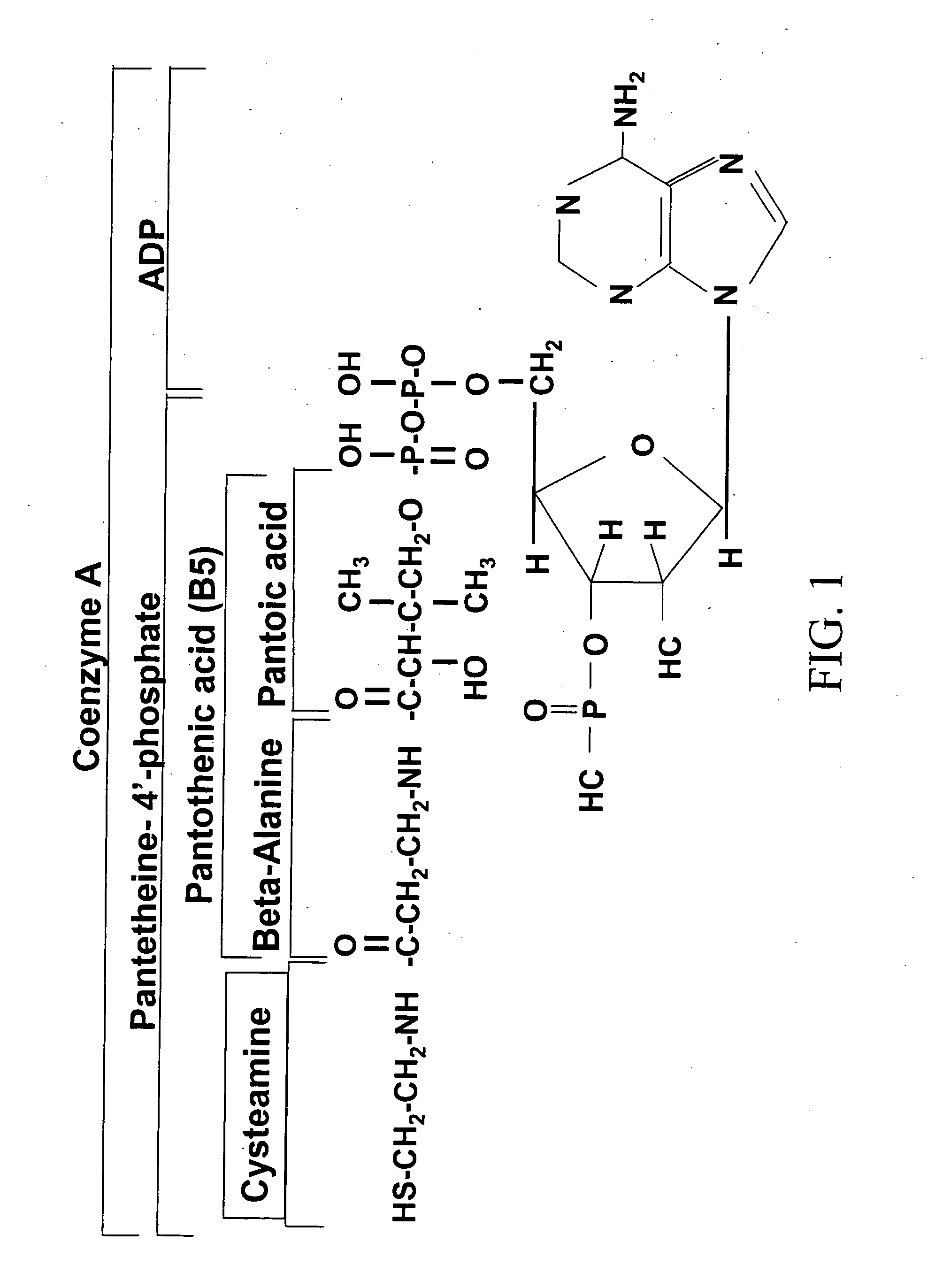 Compositions and methods for treating diabetes