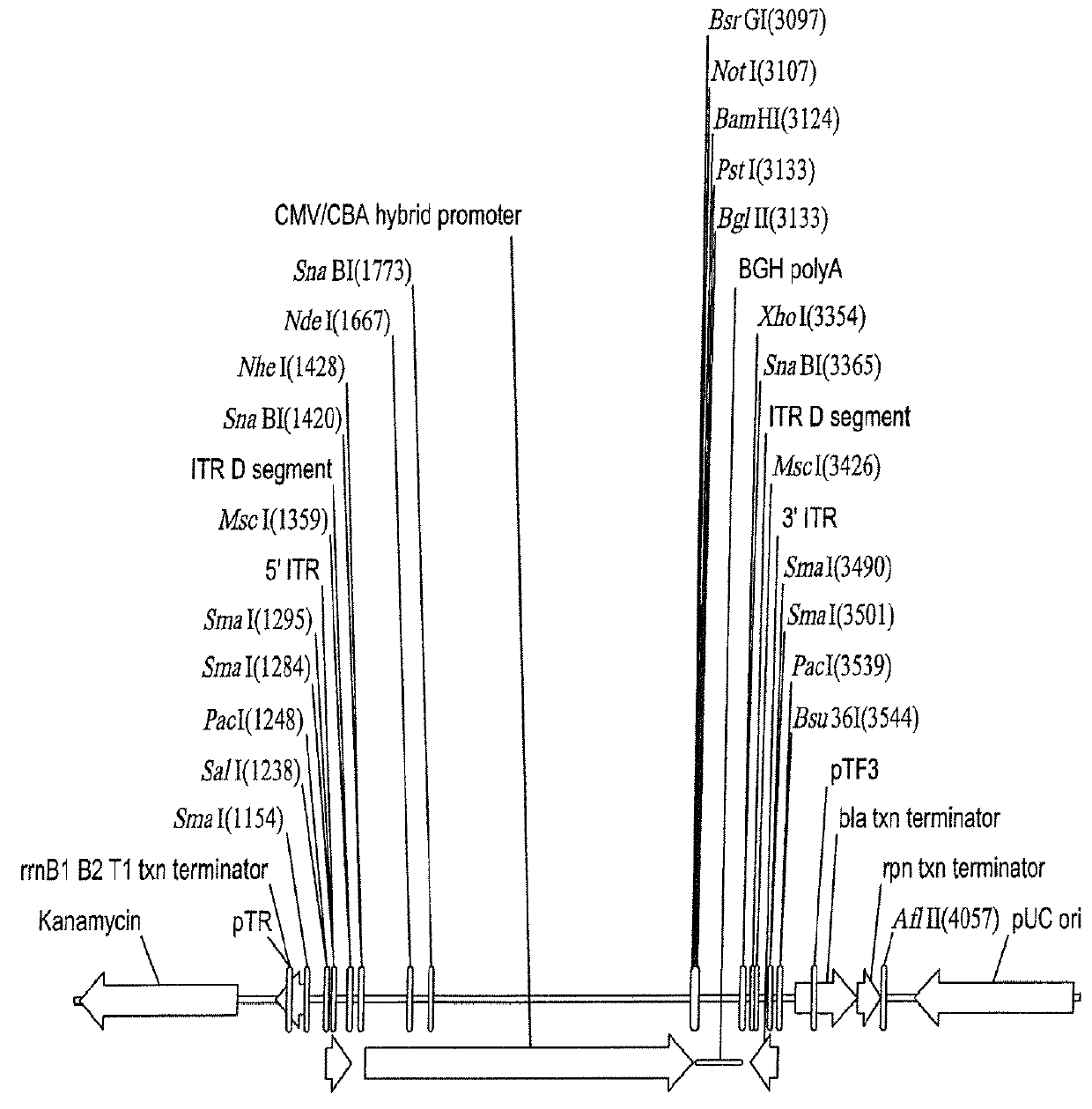 Proviral plasmids and production of recombinant adeno-associated virus