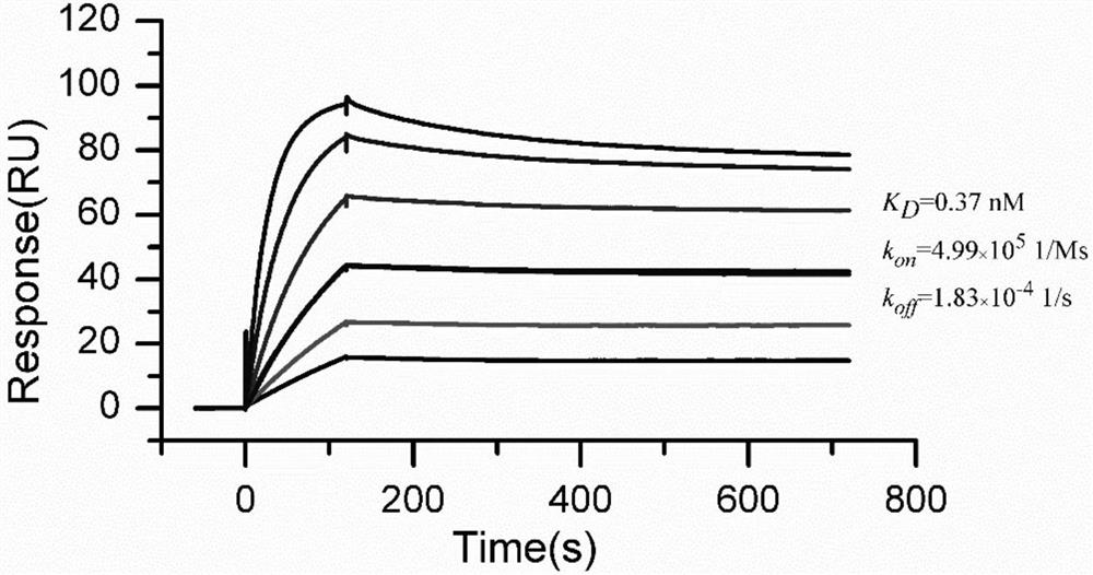 Novel application of compound in prevention and/or treatment of diseases caused by coronavirus infection