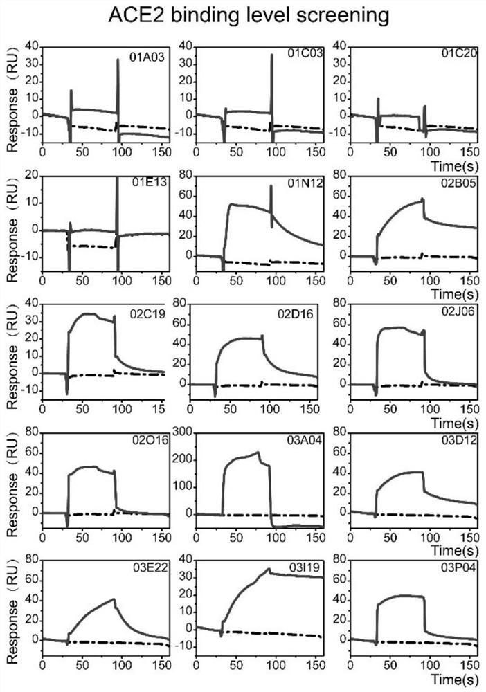 Novel application of compound in prevention and/or treatment of diseases caused by coronavirus infection