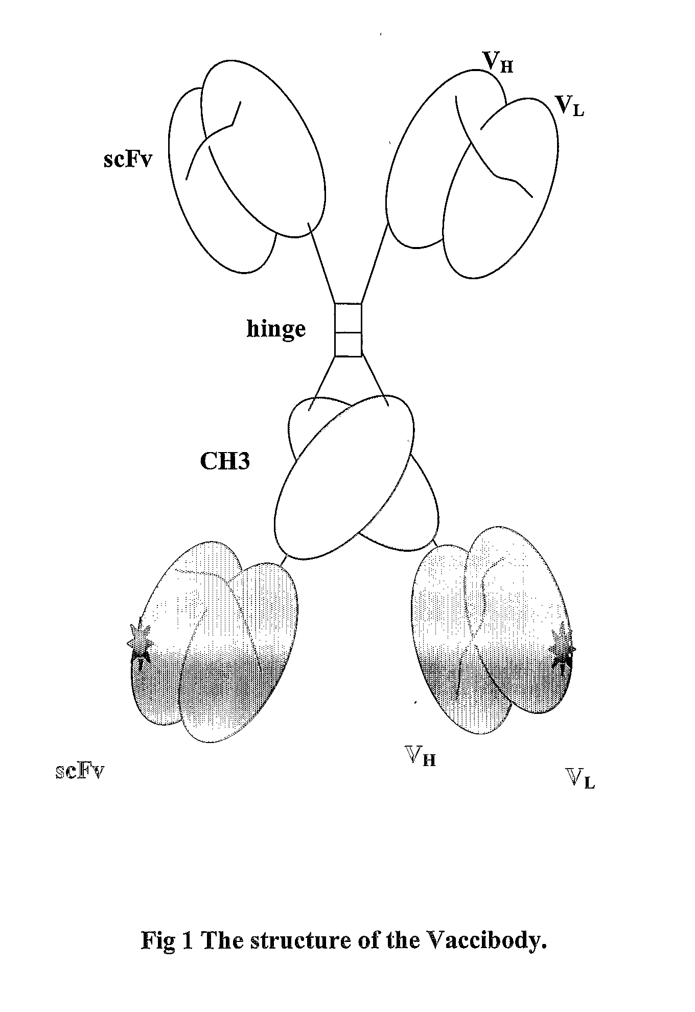 Modified Antibody