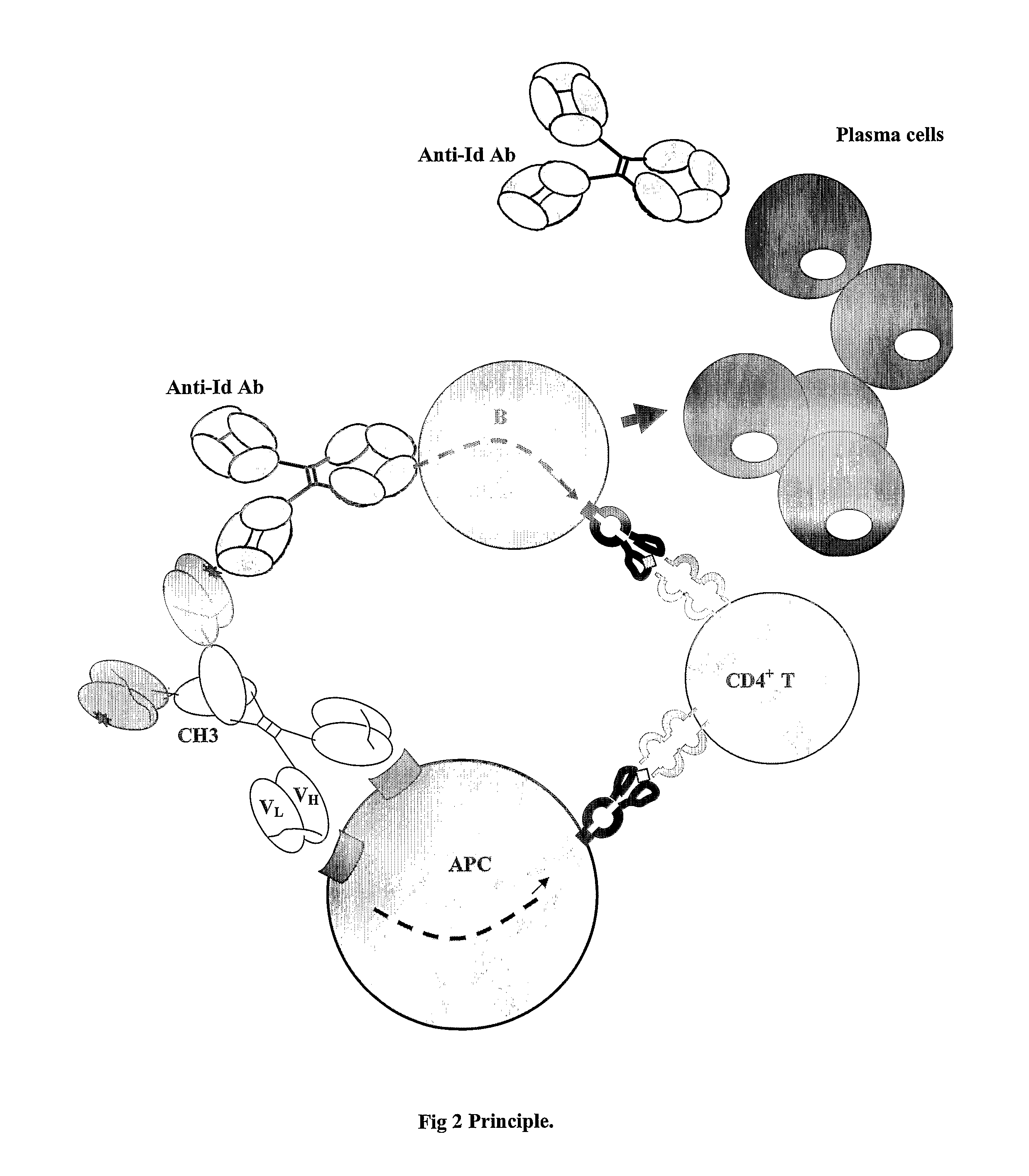 Modified Antibody