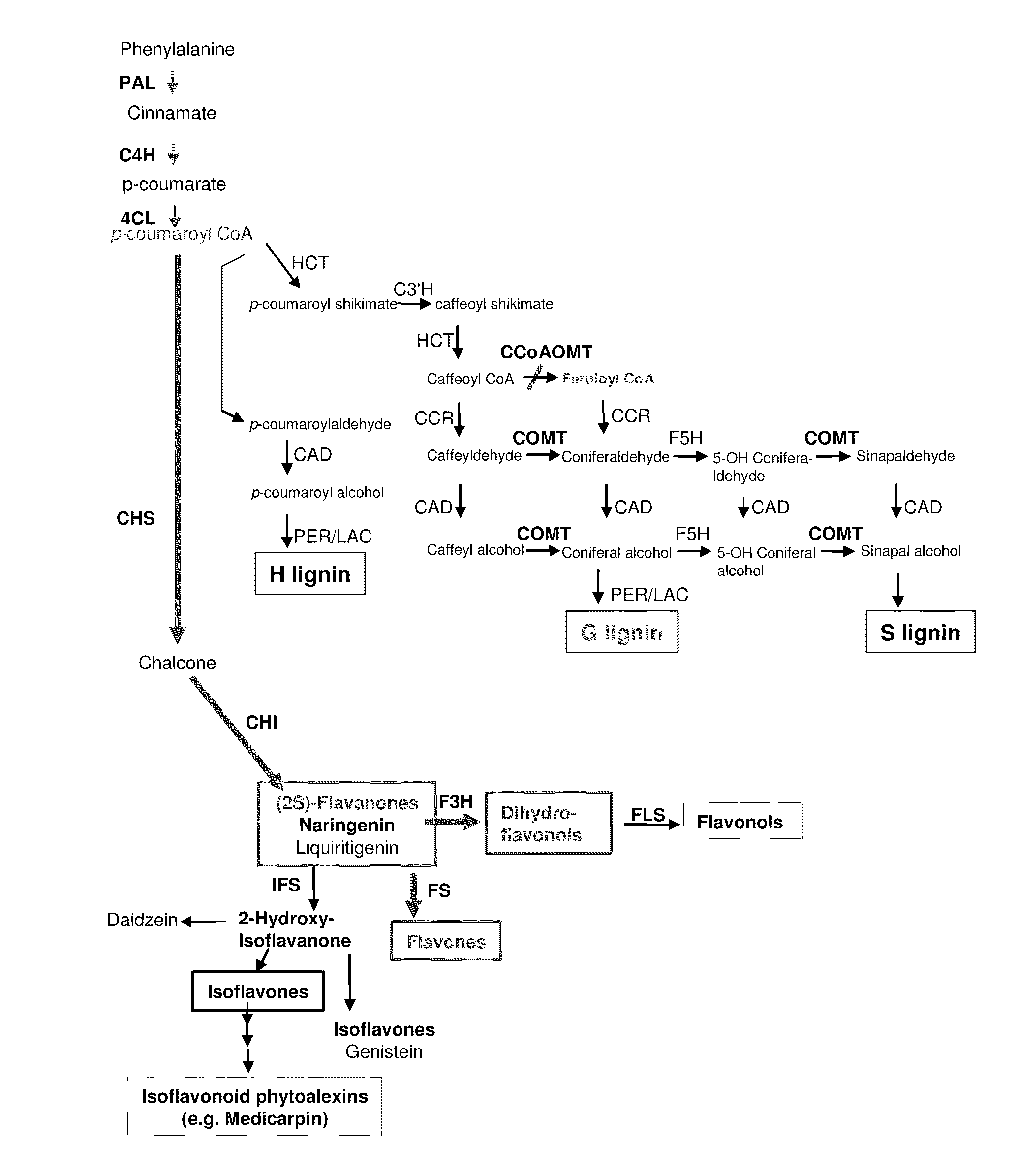 Disease resistant plants