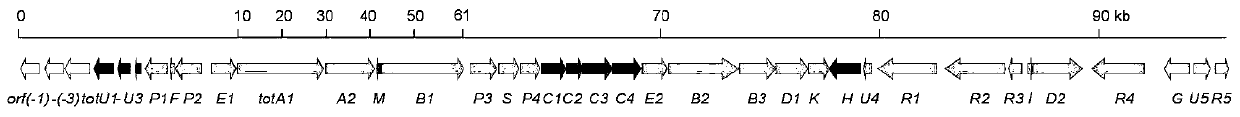 Lipopeptide compounds Totopotensamides and preparation method and application thereof