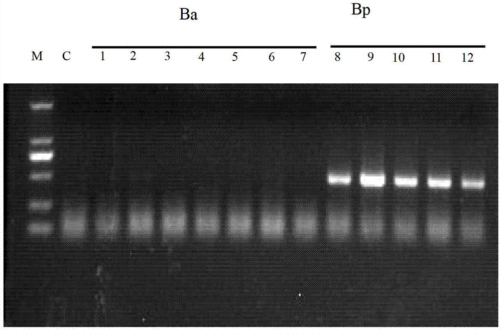 Molecule-specific labeled primer and method for identifying European boletus related species