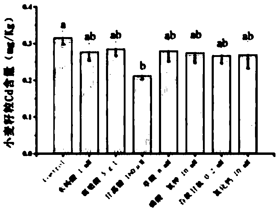 Leaf surface obstructing agent capable of inhibiting wheat grains from cadmium absorption and accumulation and using method thereof