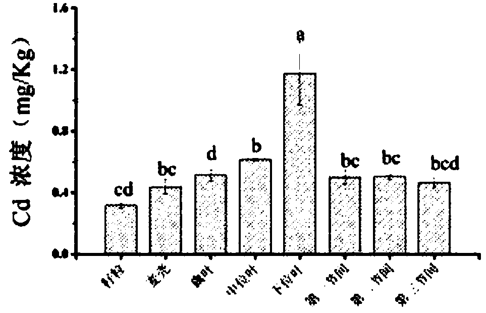 Leaf surface obstructing agent capable of inhibiting wheat grains from cadmium absorption and accumulation and using method thereof