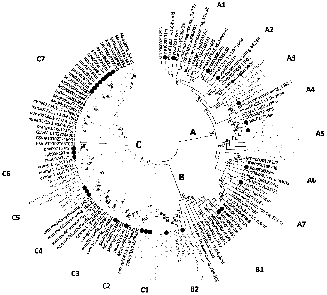 Peach transcription factor pperf.a16 gene, protein, recombinant expression vector and application thereof