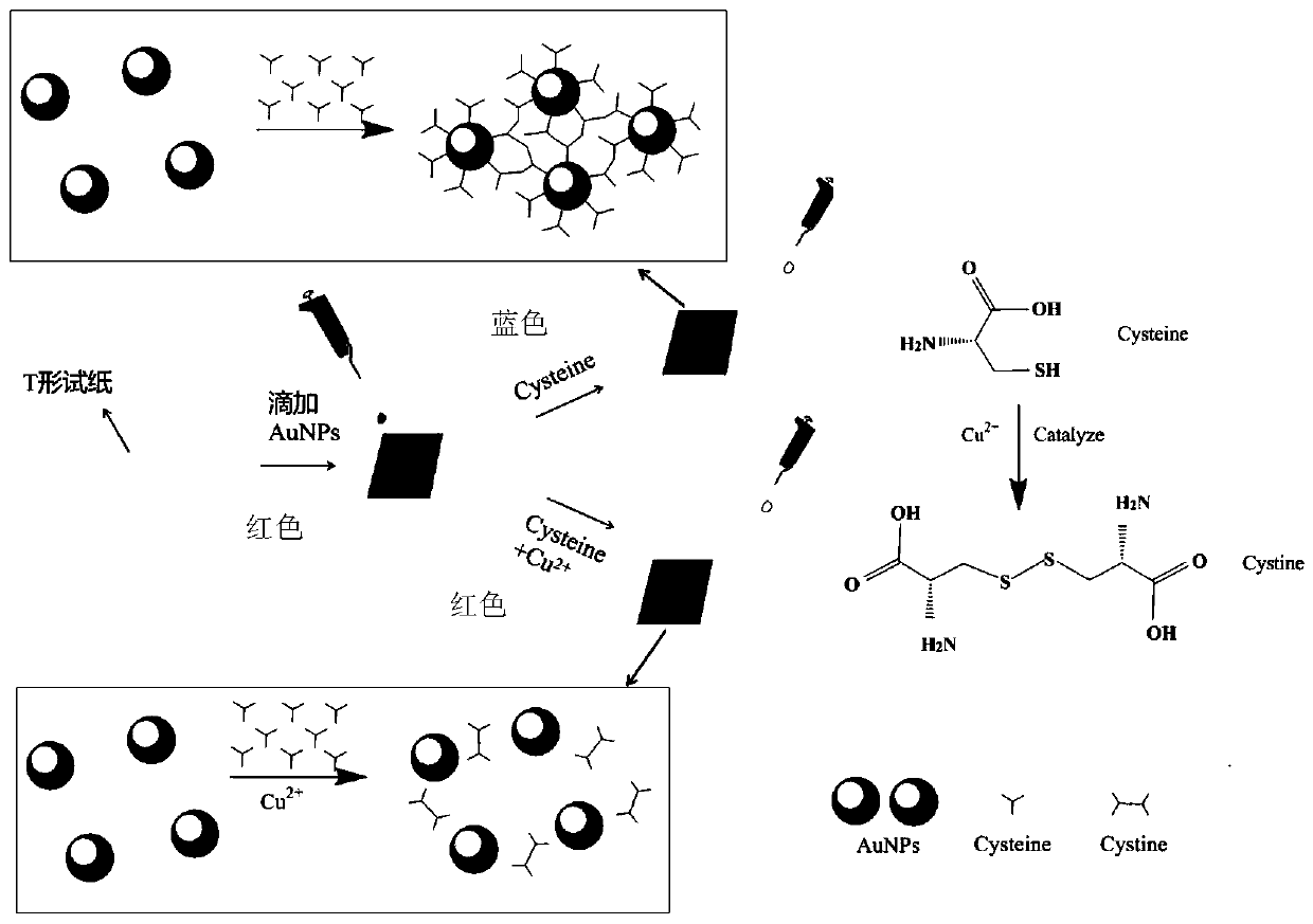 Copper ion colorimetric detection test paper loaded with gold nanoparticles