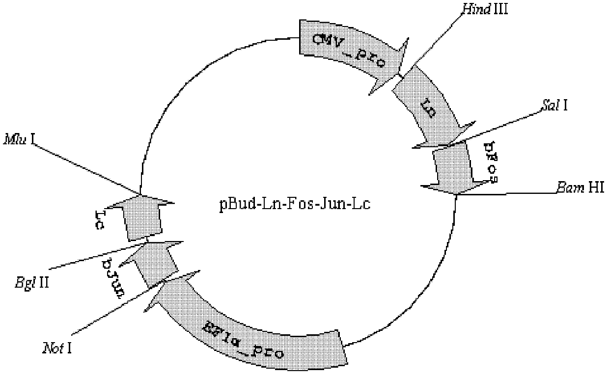 Protein interaction detection method with low false positive rate