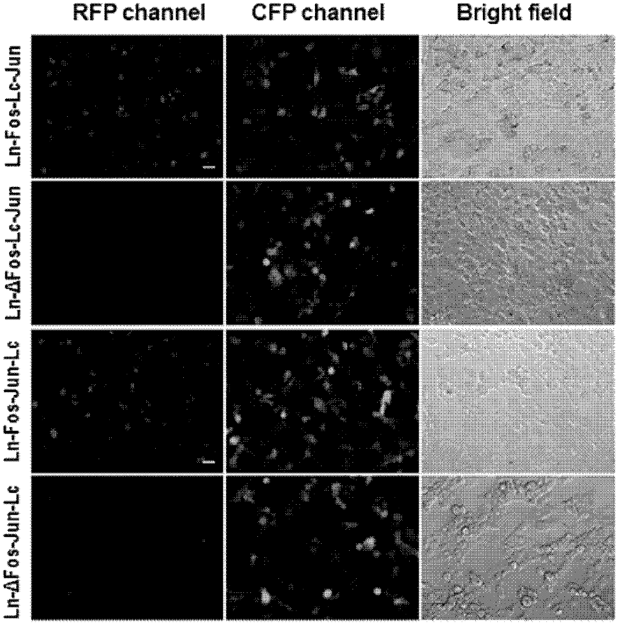 Protein interaction detection method with low false positive rate