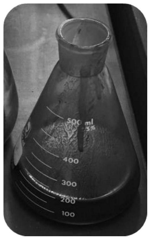 Sugar-free weeping forsythia leaf granules as well as preparation method and application thereof