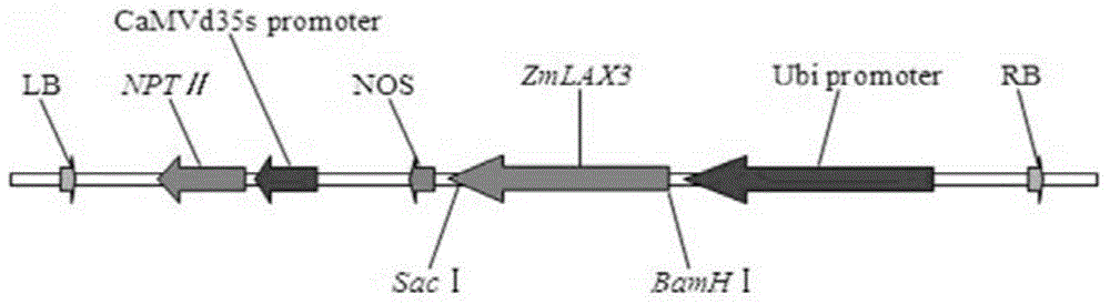 ZmLAX3 protein, and coding gene and application thereof