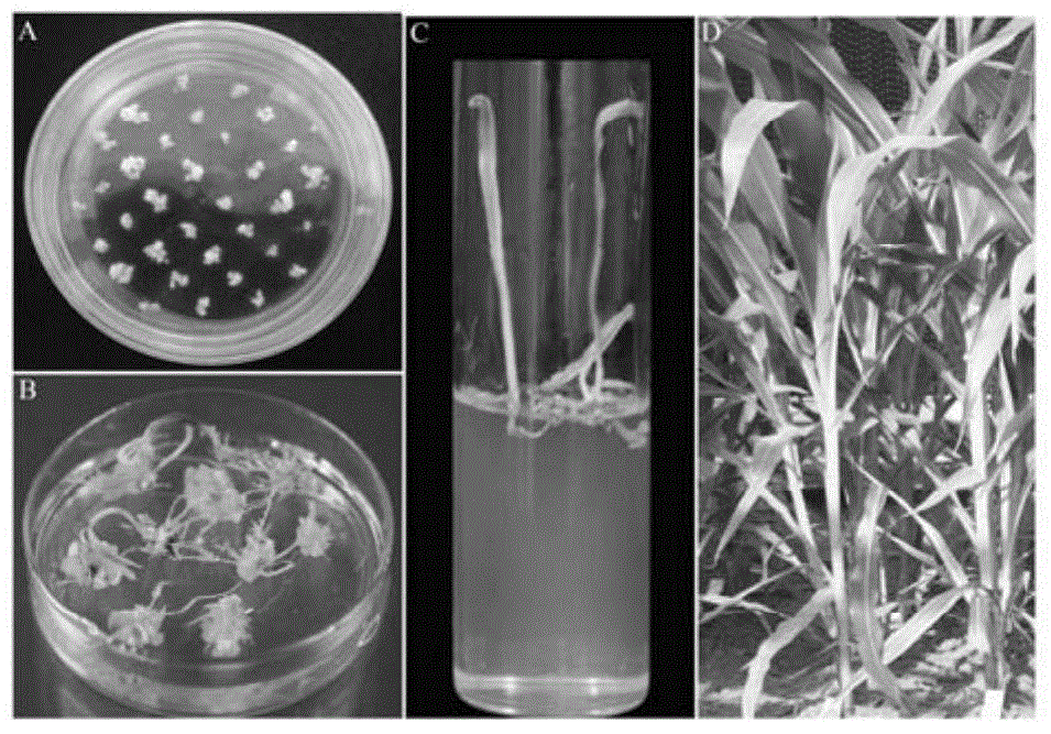 ZmLAX3 protein, and coding gene and application thereof