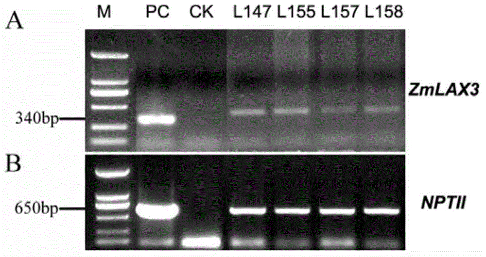 ZmLAX3 protein, and coding gene and application thereof