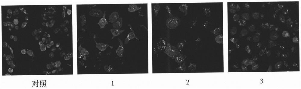 Tripterone 3-site modified derivative and application in preparation of antitumor drugs