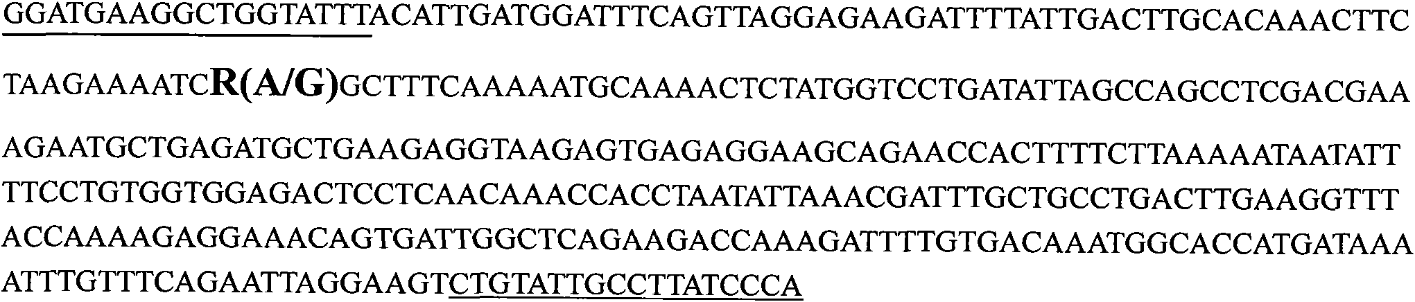 HPSE (Heparanase) gene as molecular markers relevant to pig immune characters and application thereof