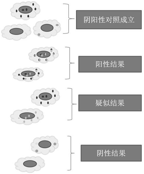 Fish probe set for detecting novel coronavirus sars-cov-2 and its preparation method and use