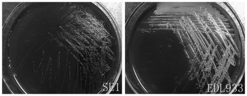 Inert carrier Escherichia coli and its potential application