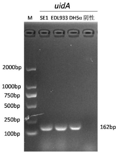 Inert carrier Escherichia coli and its potential application