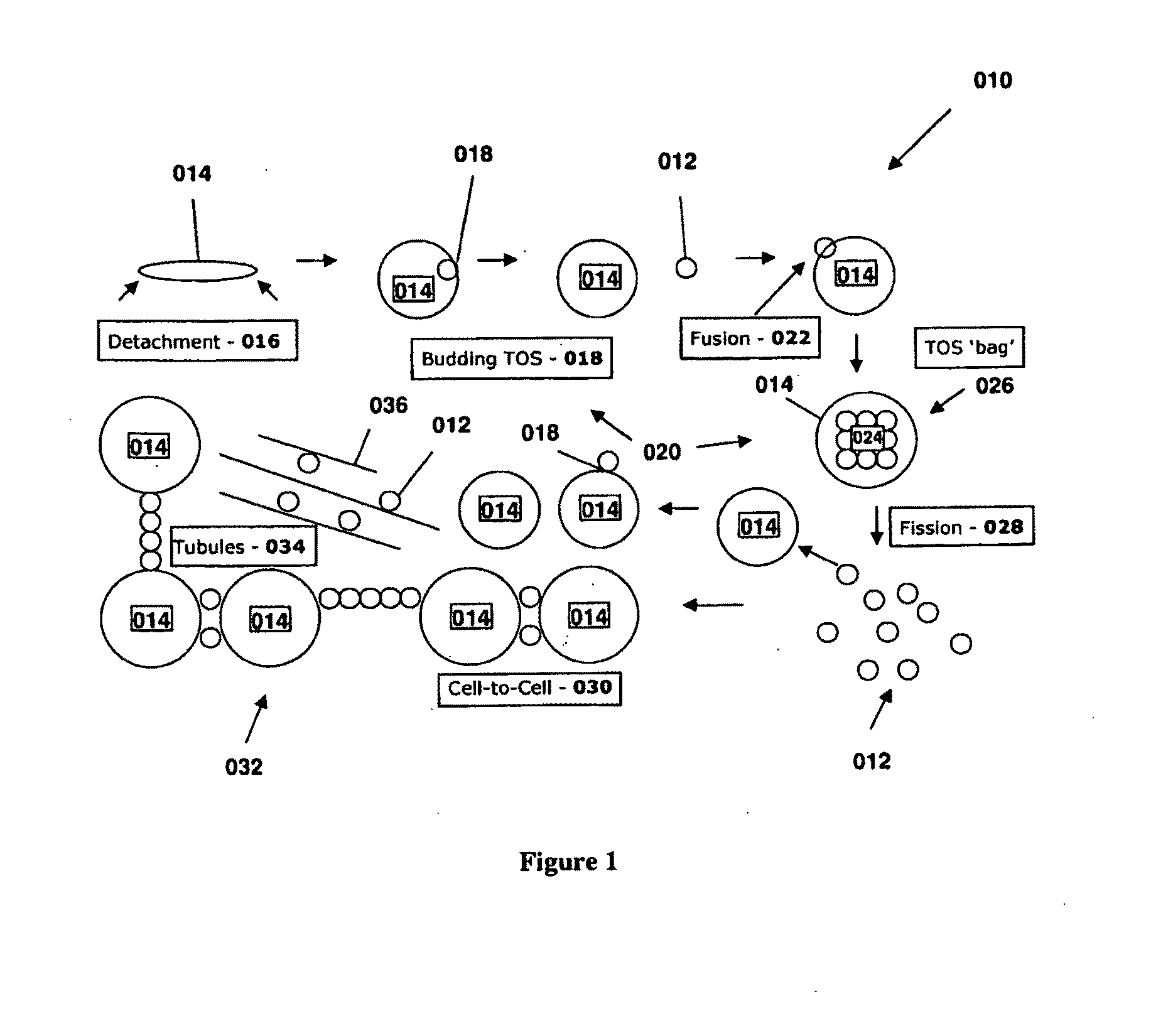 Tissue organizing structure and therapeutic methods