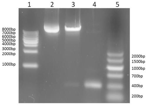 Rubber tree phytoene dehydrogenase gene VIGS silencing system, and construction method and application thereof