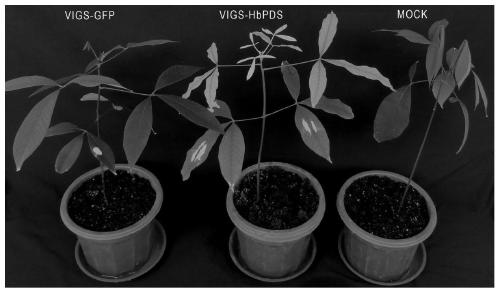 Rubber tree phytoene dehydrogenase gene VIGS silencing system, and construction method and application thereof