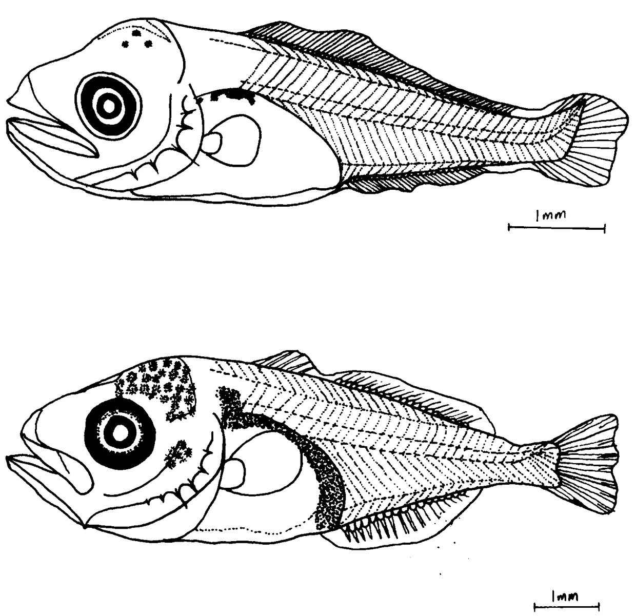 Method for drawing morphology of fish eggs and larvae