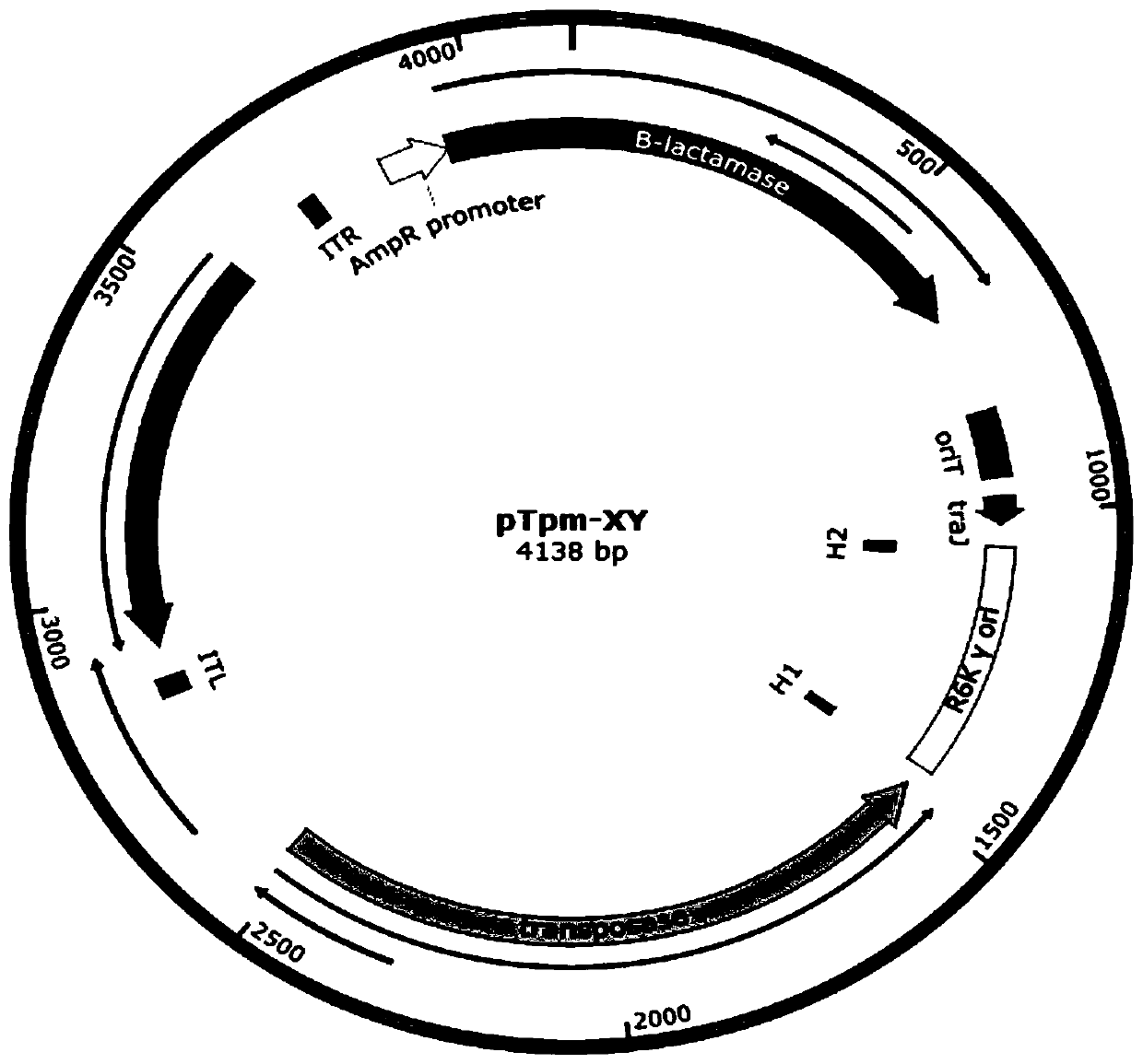 Method for constructing suicide plasmid and drug-resistant mutant strain based on mariner transposon