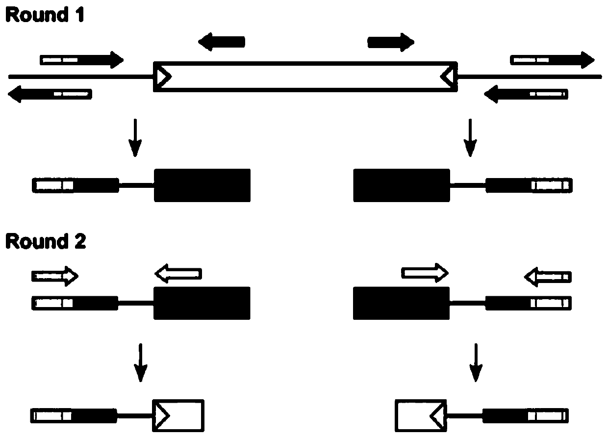 Method for constructing suicide plasmid and drug-resistant mutant strain based on mariner transposon