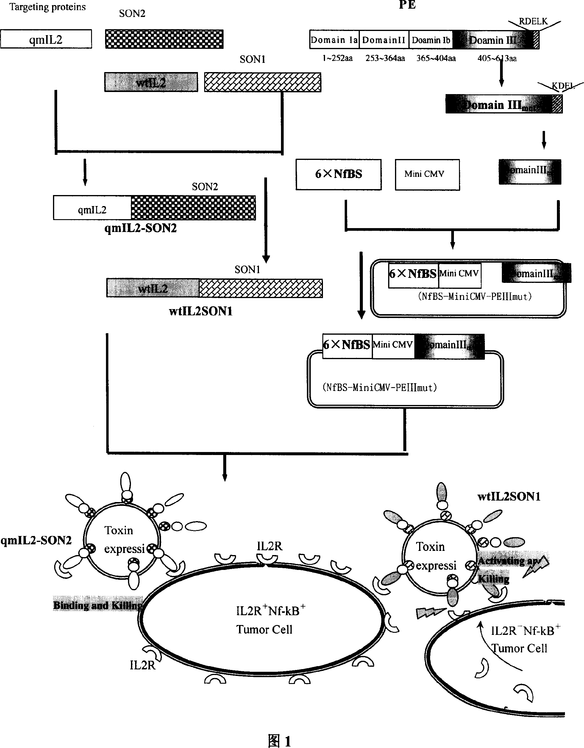 Q type non-viral vector and pharmaceutical composition containing the same