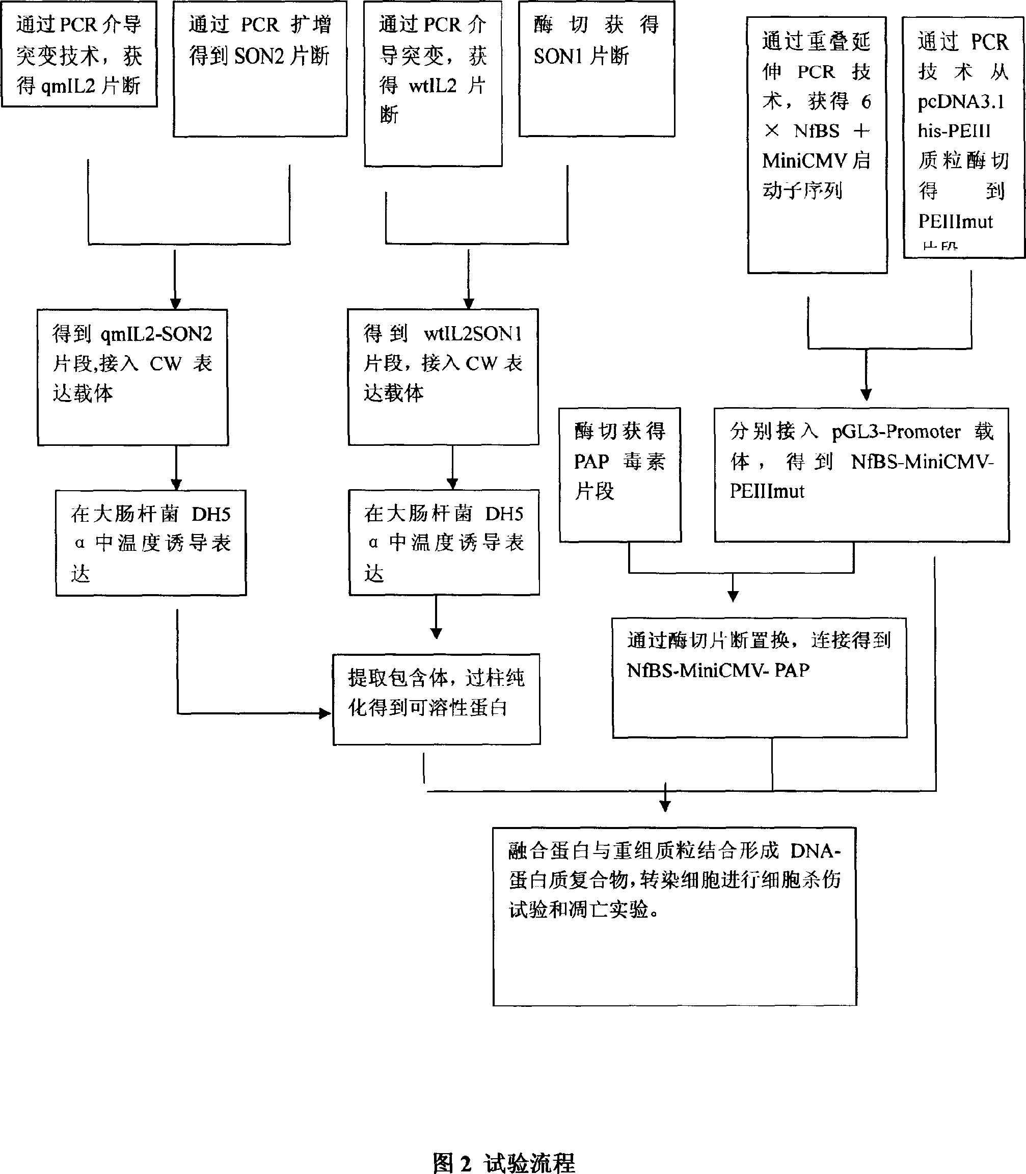 Q type non-viral vector and pharmaceutical composition containing the same