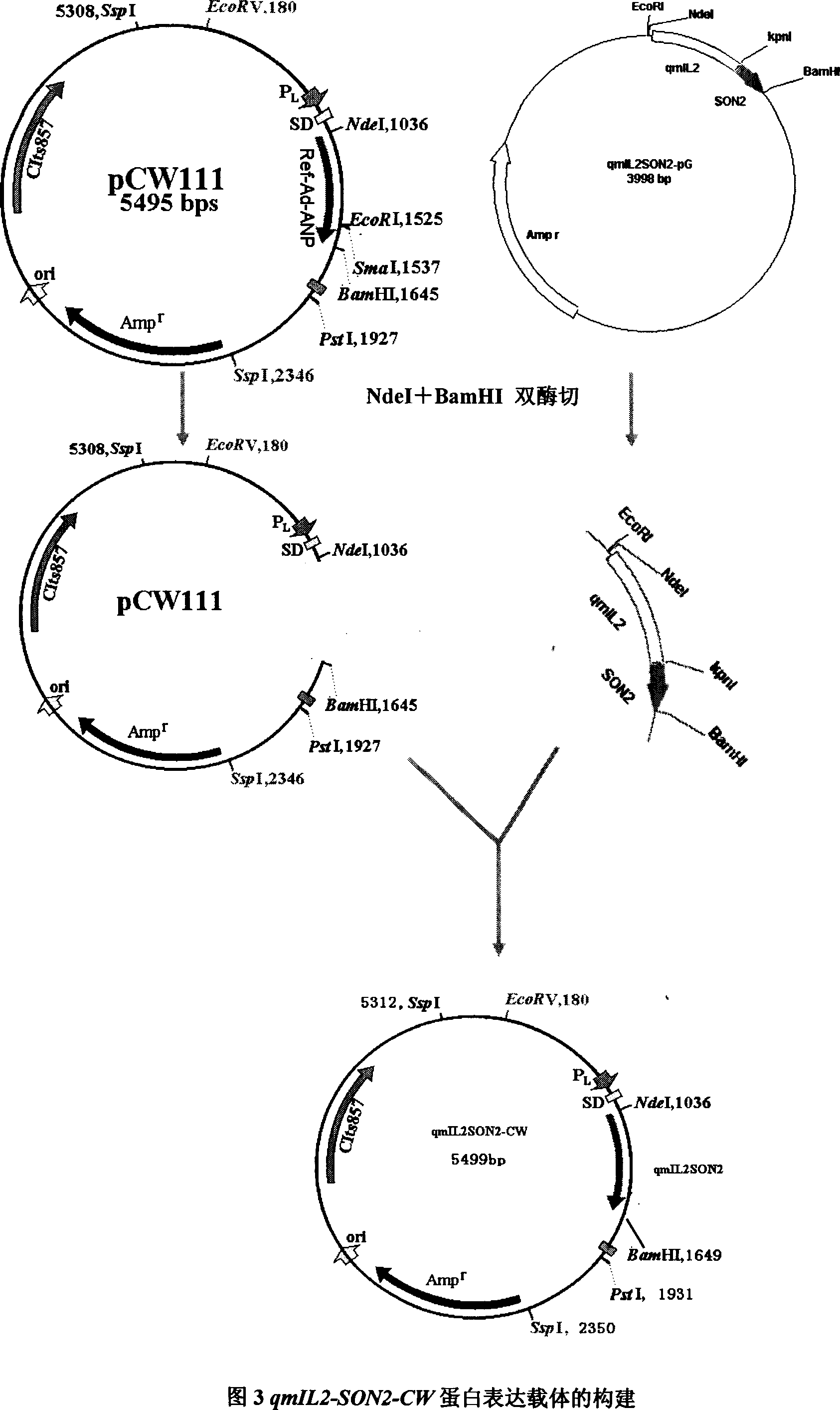 Q type non-viral vector and pharmaceutical composition containing the same