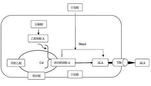 Gene for constructing 5-aminolevulinic acid C4 biosynthesis pathway in Escherichia coli and construction method thereof