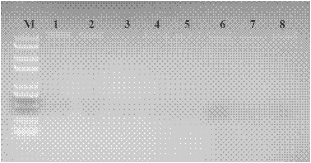 Method for efficiently extracting DNA (Deoxyribonucleic Acid) of microbe in soil