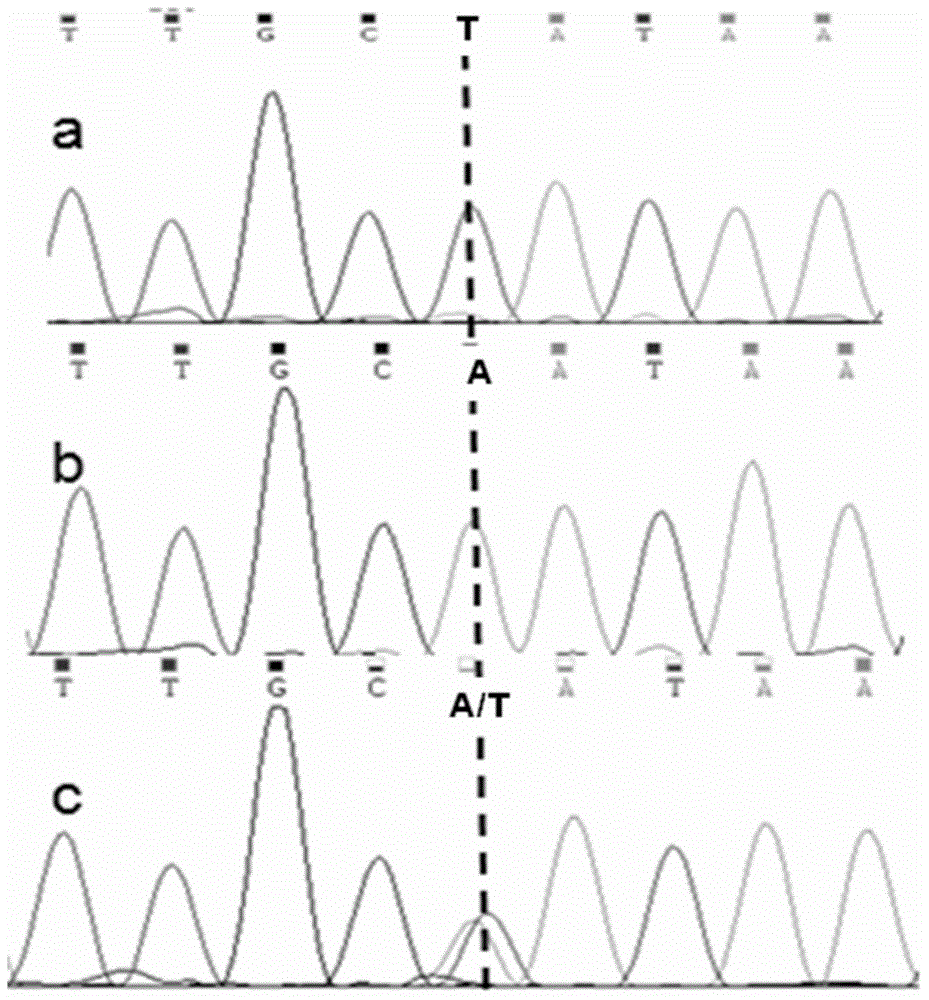 Gene for controlling cucumber non-tendril character and cucumber tendril character-related SNP marker