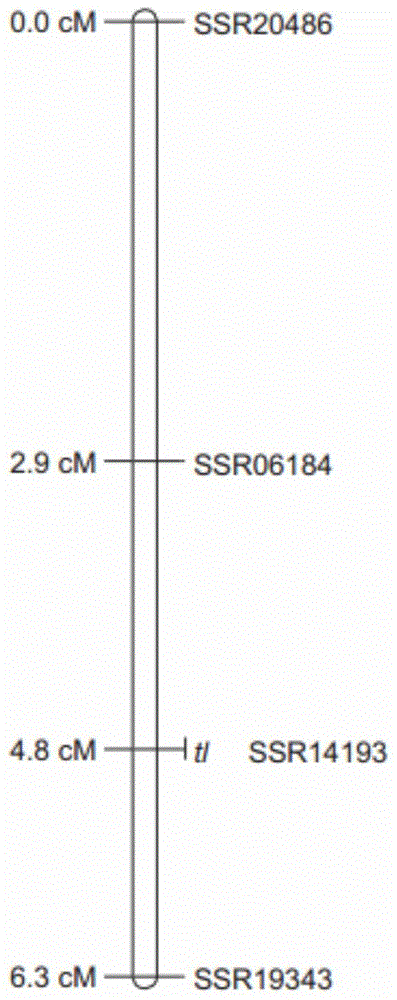 Gene for controlling cucumber non-tendril character and cucumber tendril character-related SNP marker