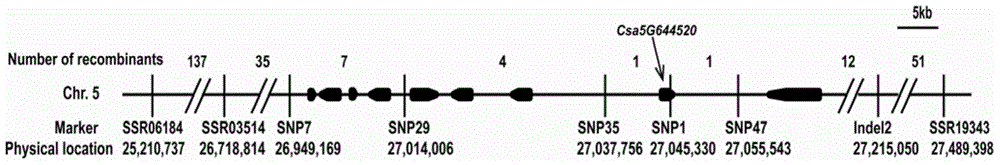 Gene for controlling cucumber non-tendril character and cucumber tendril character-related SNP marker